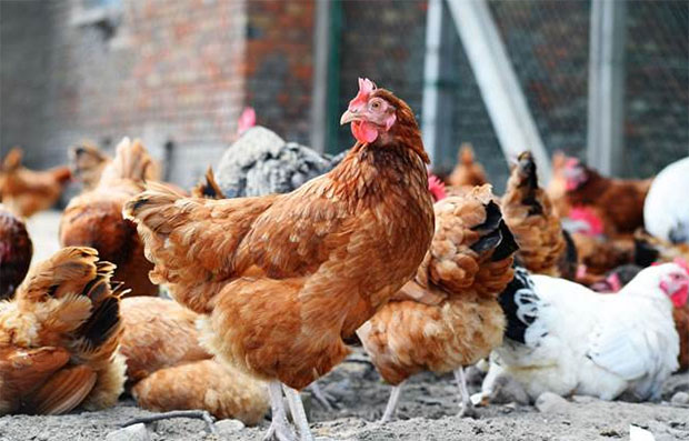 小蘇打在養(yǎng)雞行業(yè)上的作用